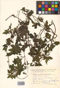 Humulus scandens (Lour.) Merr., Siberia, Russian Far East (S6) (Russia)