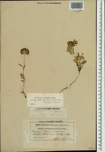 Anthyllis vulneraria subsp. pulchella (Vis.)Bornm., Crimea (KRYM) (Russia)