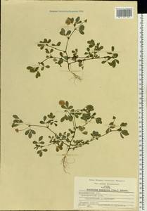 Trifolium campestre Schreb., Eastern Europe, Central region (E4) (Russia)
