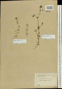 Galium uliginosum L., Eastern Europe, Central forest-and-steppe region (E6) (Russia)