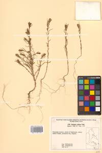 Salsola collina Pall., Siberia, Russian Far East (S6) (Russia)