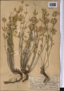 Lagochilus diacanthophyllus (Pall.) Benth., Middle Asia, Kopet Dag, Badkhyz, Small & Great Balkhan (M1) (Turkmenistan)
