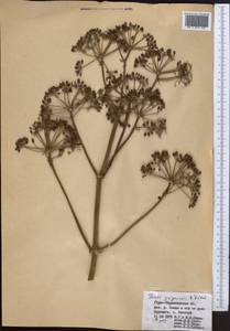 Ferula grigoriewii B. Fedtsch., Middle Asia, Pamir & Pamiro-Alai (M2) (Tajikistan)