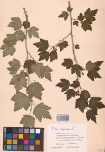 Ribes alpinum L., Eastern Europe, North-Western region (E2) (Russia)