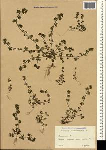 Veronica hederifolia L., Crimea (KRYM) (Russia)