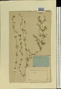 Galium uliginosum L., Eastern Europe, Moscow region (E4a) (Russia)