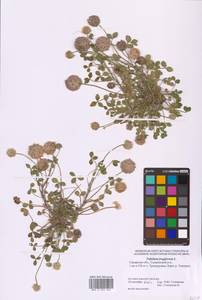 Trifolium fragiferum L., Eastern Europe, Middle Volga region (E8) (Russia)