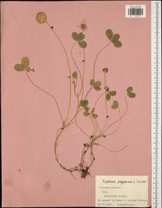 Trifolium fragiferum L., Eastern Europe, Central region (E4) (Russia)