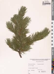 Pinus sibirica Du Tour, Siberia, Chukotka & Kamchatka (S7) (Russia)
