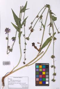Cichorium intybus L., Eastern Europe, Moscow region (E4a) (Russia)