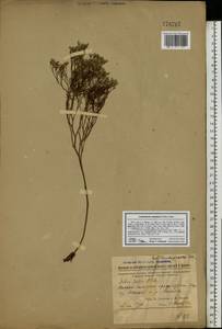 Limonium bellidifolium (Gouan) Dumort., Eastern Europe, Rostov Oblast (E12a) (Russia)