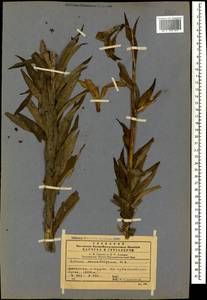 Lilium monadelphum M.Bieb., Caucasus, Dagestan (K2) (Russia)