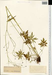 Ranunculus acris L., Eastern Europe, Central forest region (E5) (Russia)