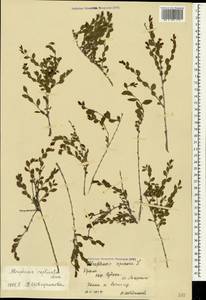 Atraphaxis replicata Lam., Crimea (KRYM) (Russia)