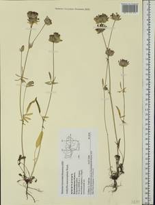 Anthyllis vulneraria subsp. polyphylla (DC.)Nyman, p.p., Eastern Europe, Central region (E4) (Russia)