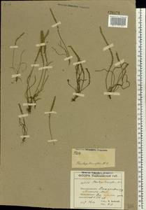 Plantago tenuiflora Waldst. & Kit., Eastern Europe, South Ukrainian region (E12) (Ukraine)