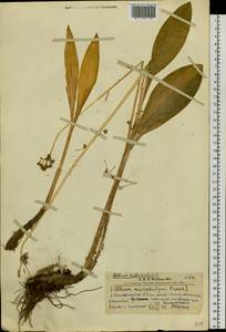 Allium microdictyon Prokh., Siberia, Altai & Sayany Mountains (S2) (Russia)