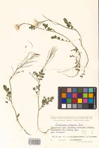 Cardamine prorepens Fisch. ex DC., Siberia, Russian Far East (S6) (Russia)