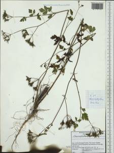 Chaerophyllum temulum L., Western Europe (EUR) (Italy)