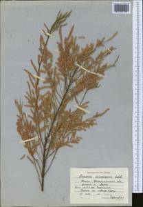 Tamarix ramosissima Ledeb., Middle Asia, Western Tian Shan & Karatau (M3) (Kazakhstan)