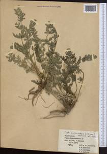 Seseli mucronatum (Schrenk) Pimenov & Sdobnina, Middle Asia, Pamir & Pamiro-Alai (M2) (Tajikistan)