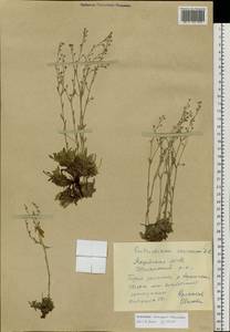 Eritrichium karavaevii Ovczinnikova, Siberia, Yakutia (S5) (Russia)