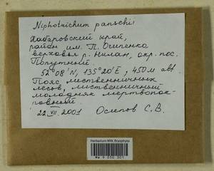 Niphotrichum panschii (Müll. Hal.) Bedn.-Ochyra & Ochyra, Bryophytes, Bryophytes - Russian Far East (excl. Chukotka & Kamchatka) (B20) (Russia)