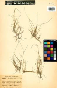 Carex parallela subsp. redowskiana (C.A.Mey.) T.V.Egorova, Siberia, Baikal & Transbaikal region (S4) (Russia)