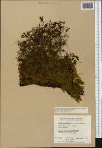 Hymenophyllum wrightii Bosch, America (AMER) (Canada)