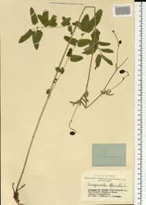 Sanguisorba officinalis L., Siberia, Altai & Sayany Mountains (S2) (Russia)