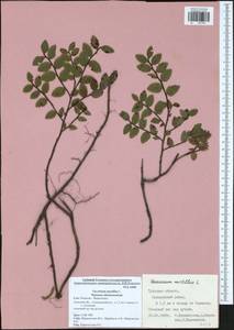 Vaccinium myrtillus L., Eastern Europe, Central region (E4) (Russia)