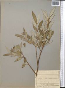 Salix, Middle Asia, Kopet Dag, Badkhyz, Small & Great Balkhan (M1) (Turkmenistan)