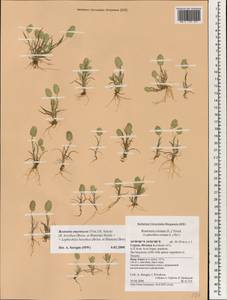 Rostraria cristata (L.) Tzvelev, South Asia, South Asia (Asia outside ex-Soviet states and Mongolia) (ASIA) (Cyprus)