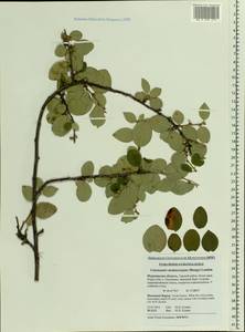 Cotoneaster melanocarpus G. Lodd., Eastern Europe, Northern region (E1) (Russia)