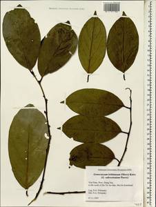 Gonocaryum lobbianum (Miers) Kurz, South Asia, South Asia (Asia outside ex-Soviet states and Mongolia) (ASIA) (Vietnam)