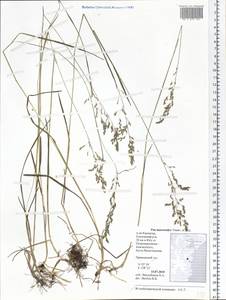 Poa macrocalyx Trautv. & C.A.Mey., Siberia, Chukotka & Kamchatka (S7) (Russia)