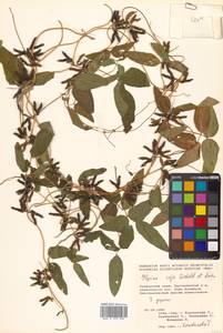 Glycine max subsp. soja (Siebold & Zucc.) H.Ohashi, Siberia, Russian Far East (S6) (Russia)