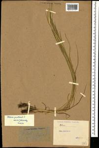 Phleum pratense L., Caucasus, Stavropol Krai, Karachay-Cherkessia & Kabardino-Balkaria (K1b) (Russia)