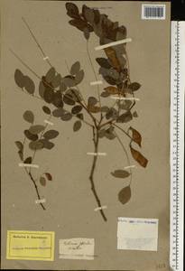 Robinia pseudoacacia L., Botanic gardens and arboreta (GARD) (Not classified)