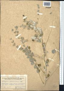 Astragalus lehmannianus Bunge, Middle Asia, Syr-Darian deserts & Kyzylkum (M7) (Kazakhstan)