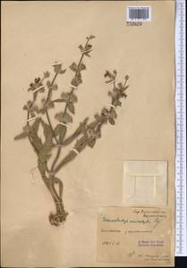 Phlomoides eriocalyx (Regel) Adylov, Kamelin & Makhm., Middle Asia, Syr-Darian deserts & Kyzylkum (M7) (Kazakhstan)