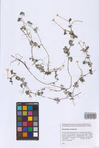 Ranunculus circinatus Sibth., Eastern Europe, Lower Volga region (E9) (Russia)