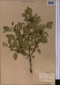 Rhamnus cathartica L., Middle Asia, Northern & Central Kazakhstan (M10) (Kazakhstan)