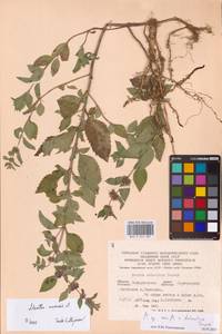 Mentha arvensis L., Eastern Europe, West Ukrainian region (E13) (Ukraine)