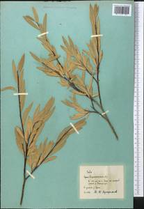 Salix, Middle Asia, Pamir & Pamiro-Alai (M2) (Tajikistan)