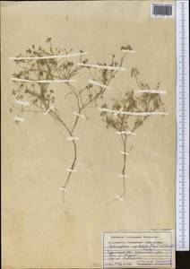 Psammogeton capillifolium (Regel & Schmalh.) Mousavi, Mozaff. & Zarre, Middle Asia, Karakum (M6) (Turkmenistan)