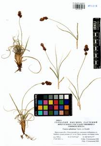 Carex sabulosa Turcz. ex Kunth, Siberia, Baikal & Transbaikal region (S4) (Russia)