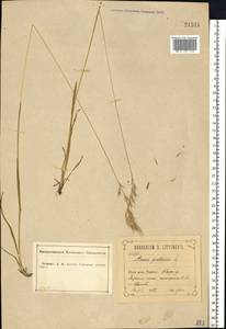 Helictochloa pratensis (L.) Romero Zarco, Eastern Europe, Central forest-and-steppe region (E6) (Russia)