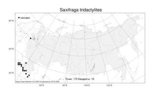 Saxifraga tridactylites L., Atlas of the Russian Flora (FLORUS) (Russia)