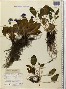 Primula amoena subsp. meyeri (Rupr.) Valentine & Lamond, Caucasus, North Ossetia, Ingushetia & Chechnya (K1c) (Russia)